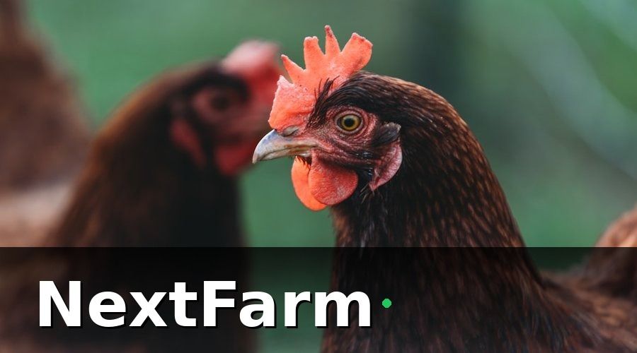 NextFarm — Đặc thù nhân sự trong trang trại nuôi gà
