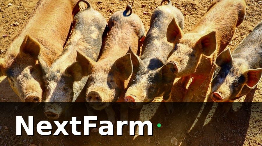 NextFarm — Tại sao quản lý nhân sự trang trại heo phức tạp hơn các ngành khác?