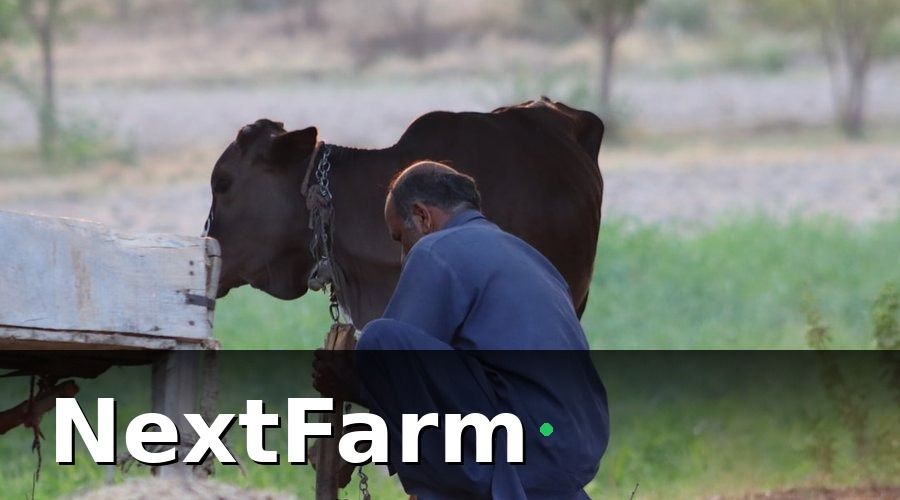 NextFarm — Cách tính công nhân sự trang trại heo chuẩn xác