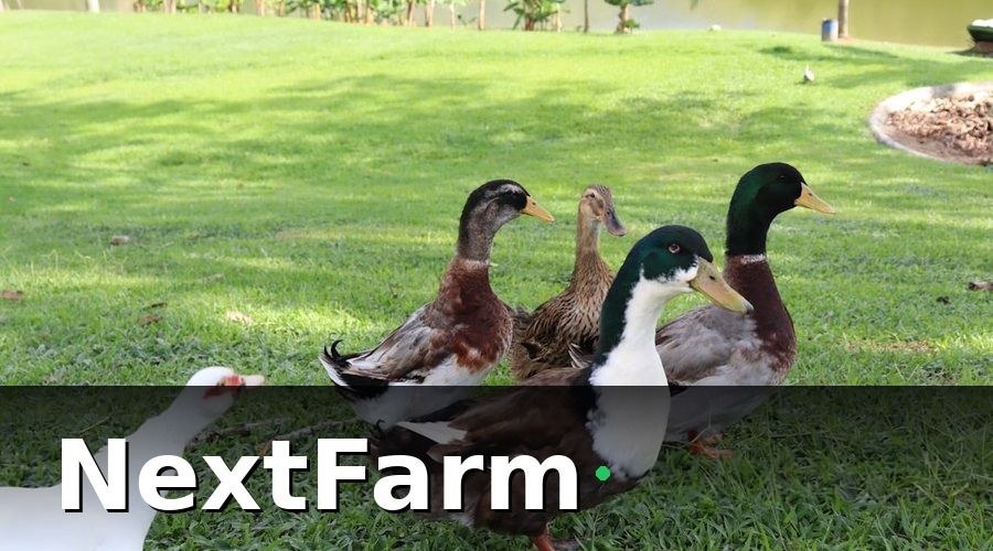 NextFarm — Vì sao quản lý nhân sự trang trại vịt ngan lại phức tạp hơn nghĩ?