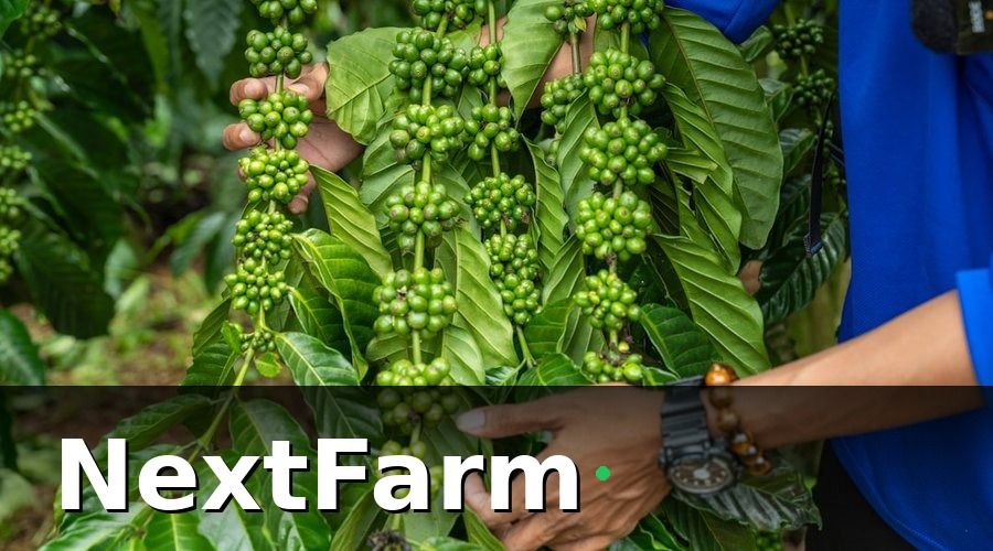 NextFarm — Vì sao quản lý nhân sự vườn cà phê lại khó?