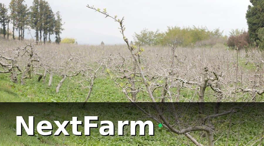 NextFarm — Tại sao quản lý nhân công vườn cây ăn quả khó hơn bạn nghĩ