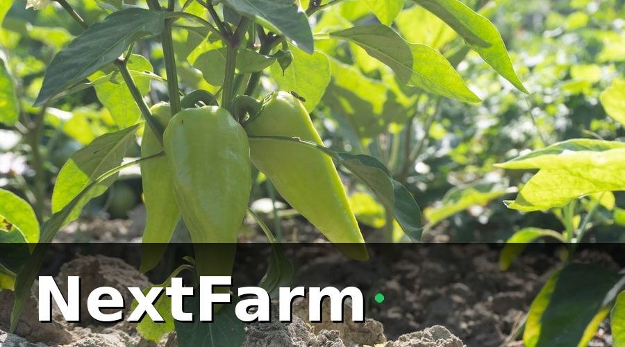 NextFarm — Vì sao quản lý nhân công vườn tiêu khó hơn nhiều người nghĩ