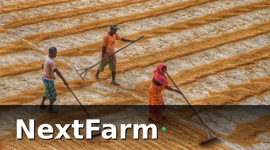 NextFarm — Các hình thức trả công phổ biến trong vườn tiêu