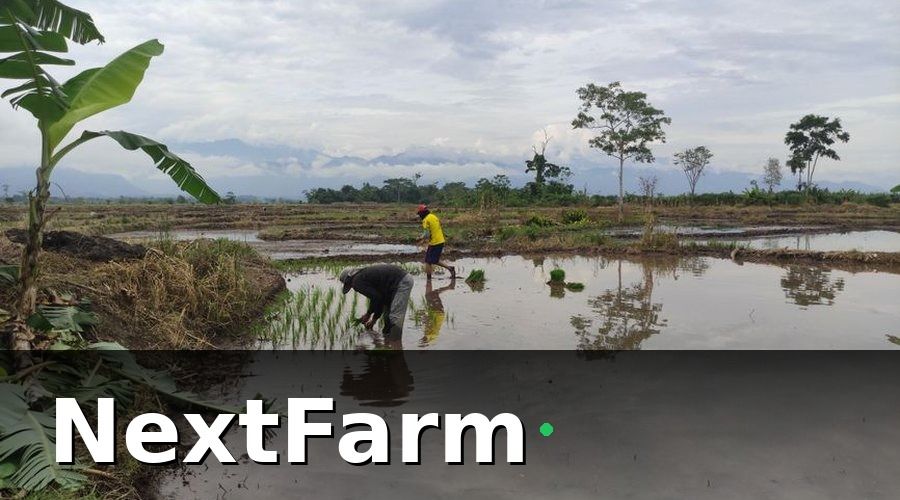 NextFarm — Tại Sao Quản Lý Nước Nông Nghiệp Truyền Thống Không Còn Hiệu Quả?