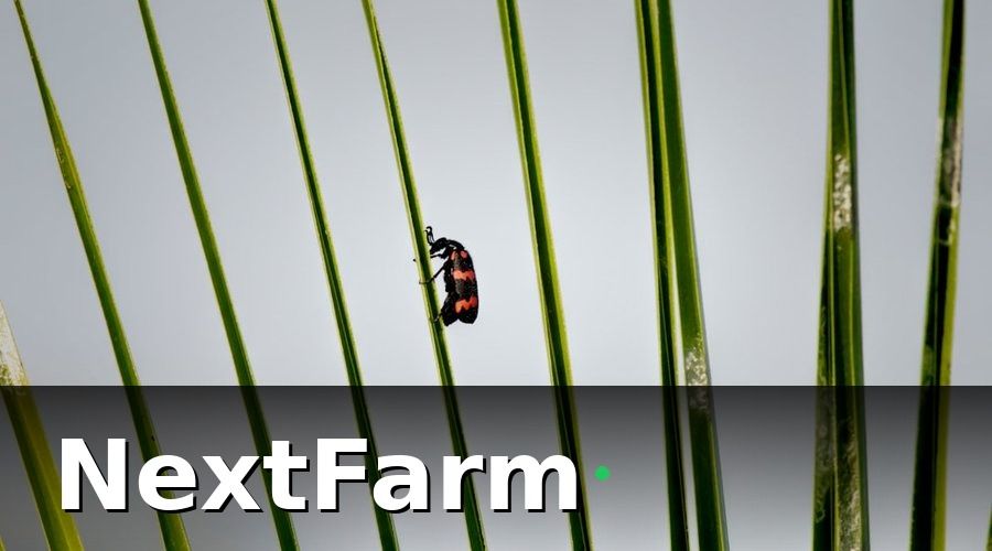 NextFarm — Bước 1: Nhận Diện Đúng Sâu Bệnh — Nền Tảng Của Mọi Biện Pháp Phòng Trừ