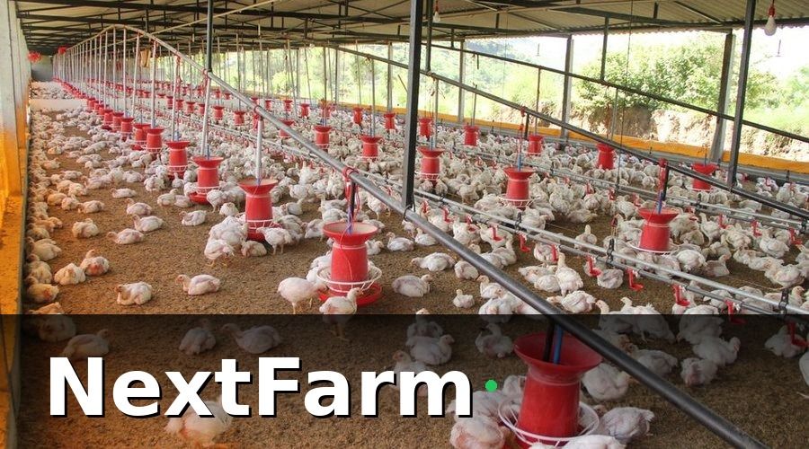 NextFarm — Tại Sao Quản Lý Trang Trại Gia Cầm Cần Số Hóa Ngay Bây Giờ?