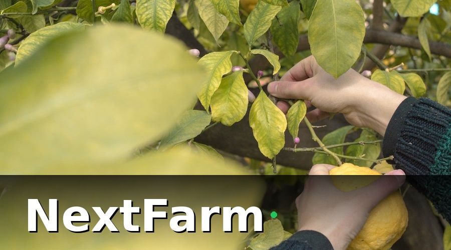 NextFarm — Tại Sao Quản Lý Vườn Bưởi Bài Bản Là Điều Kiện Tiên Quyết Để Bán Được Giá Cao?