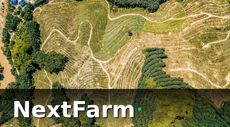 NextFarm — Tại Sao Quản Lý Vườn Mắc Ca Ở Tây Nguyên Lại Khó?