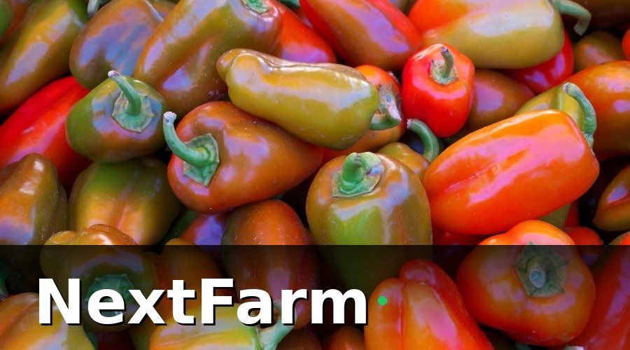 NextFarm — Tại Sao Quản Lý Vườn Tiêu Truyền Thống Không Còn Đủ?
