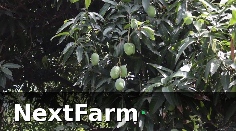 NextFarm — Tại Sao Quản Lý Vườn Xoài Truyền Thống Đang