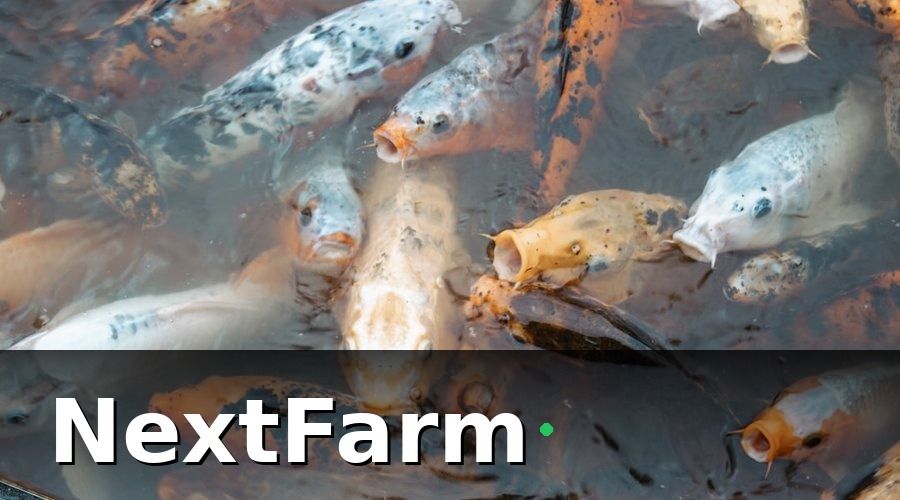 NextFarm — Giai đoạn 2 (Tháng 4–6): Lắp đặt IoT giám sát môi trường ao
