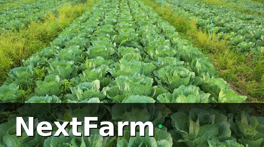 NextFarm — Giai Đoạn 1 (Tháng 1–3): Đánh Giá Nền Tảng & Số Hóa Dữ Liệu Đầu Vào