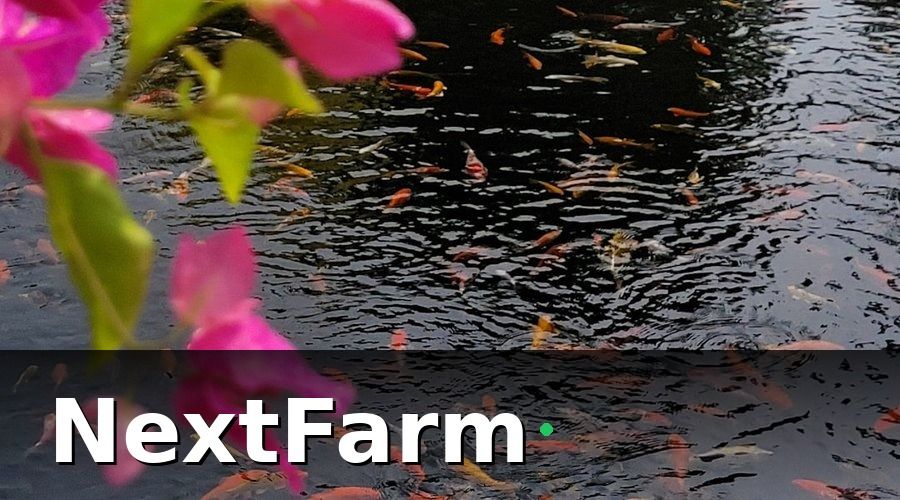 NextFarm — Tại sao ao nuôi cá nước ngọt cần chuyển đổi số ngay bây giờ?