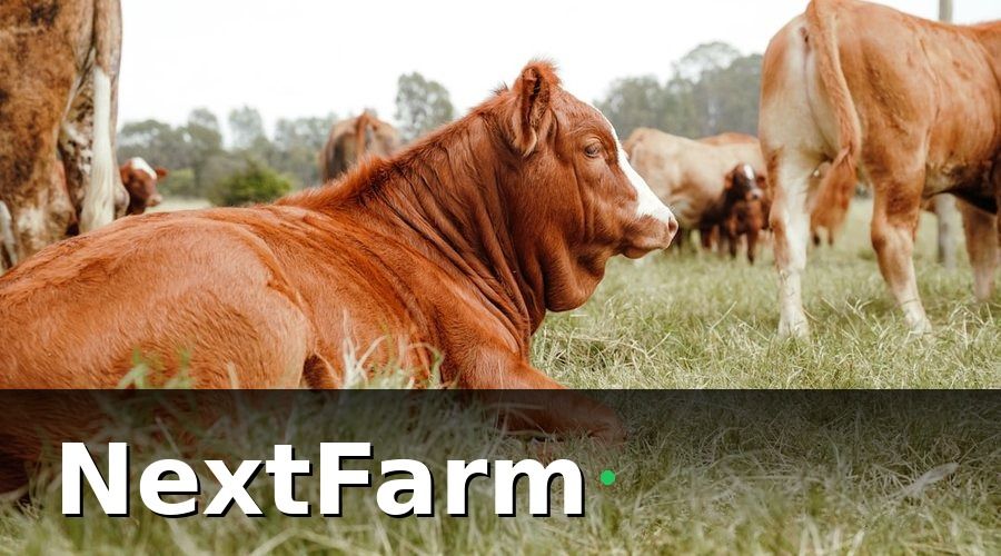 NextFarm — Tại sao trang trại bò sữa cần chuyển đổi số ngay bây giờ?