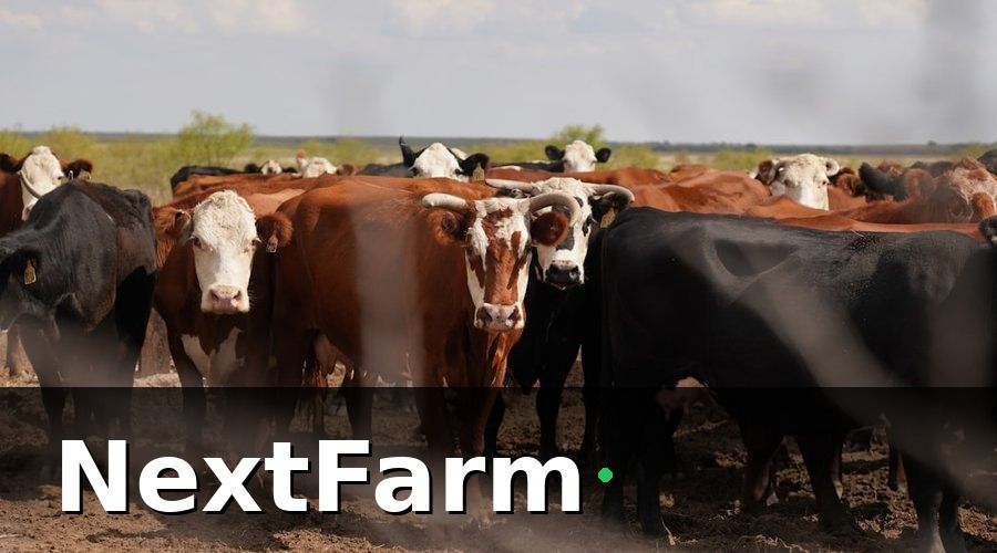 NextFarm — Giai đoạn 2 (Tháng 4–6): Triển khai IoT và giám sát tự động