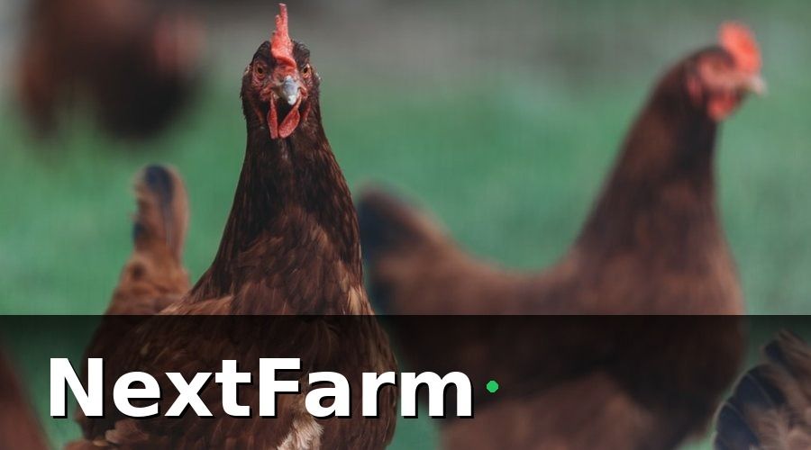 NextFarm — Vì Sao Trang Trại Nuôi Gà Cần Roadmap Chuyển Đổi Số?