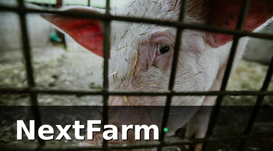 NextFarm — Tại Sao Trang Trại Nuôi Heo Cần Chuyển Đổi Số?