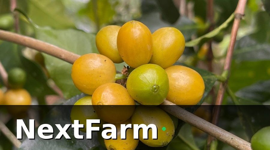 NextFarm — Giai Đoạn 2 (Tháng 4–6): Triển Khai IoT & Tự Động Hóa Giám Sát