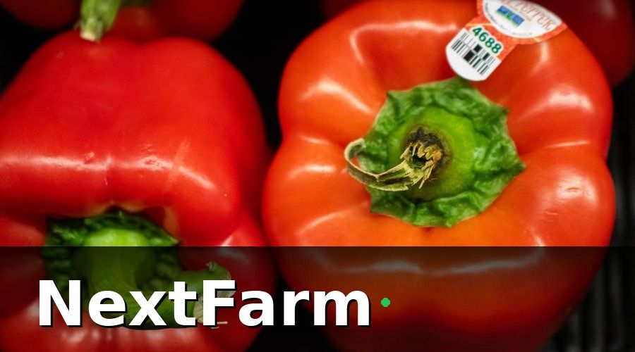 NextFarm — Tại sao vườn tiêu cần roadmap chuyển đổi số?