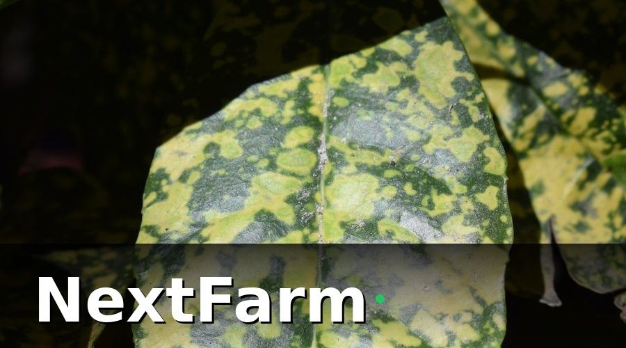 NextFarm — Tại Sao Sâu Bệnh Cà Phê Là 