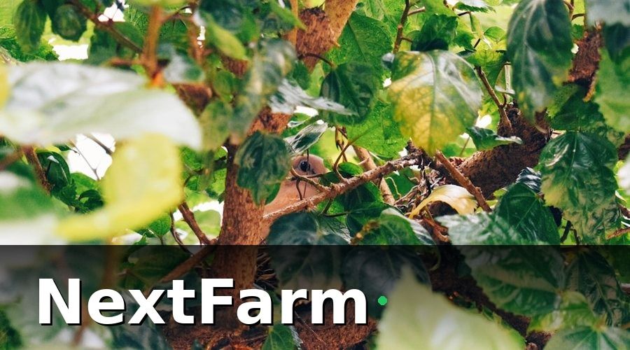 NextFarm — Phân Loại Các Loại Sâu Bệnh Cà Phê Phổ Biến