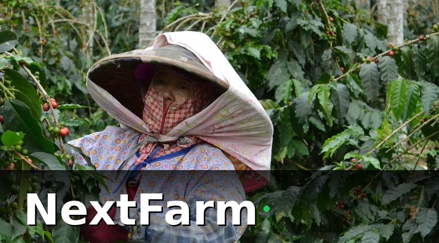 NextFarm — Hướng Dẫn Nhận Diện Sâu Bệnh Cà Phê Bằng AI