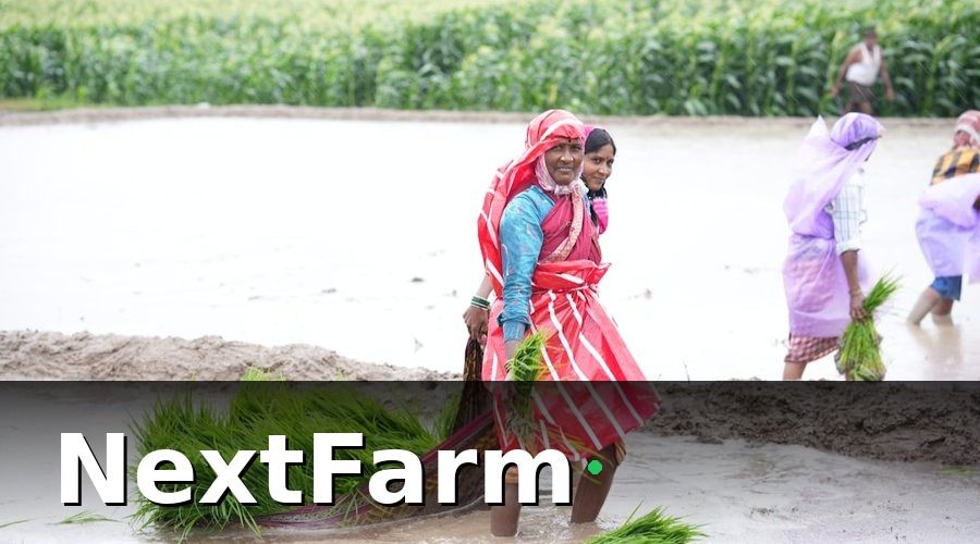 NextFarm — Đánh Giá Hiện Trạng Trước Khi Số Hóa HTX