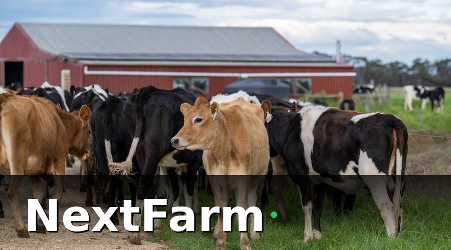 NextFarm — 5 Phần Mềm Quản Lý Chăn Nuôi Đáng Xem Xét