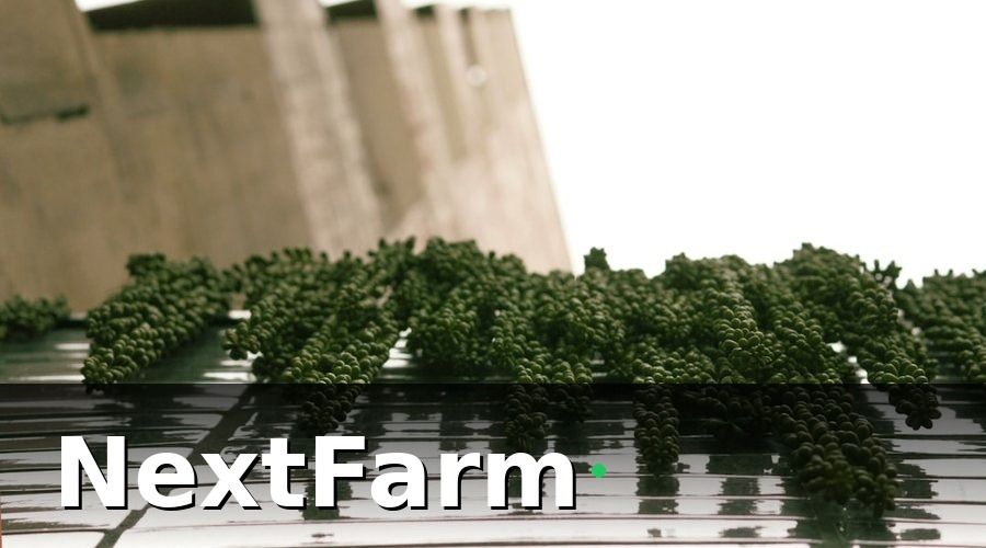 NextFarm — Tại Sao Trang Trại Rau Thủy Canh Cần Phần Mềm Riêng?