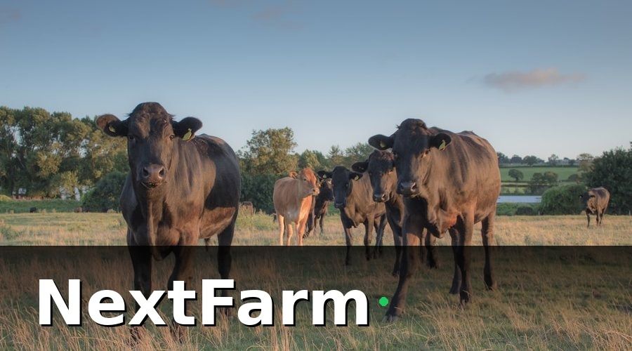 NextFarm — Tại Sao Trang Trại Bò Thịt Cần Phần Mềm Quản Lý Chuyên Biệt?