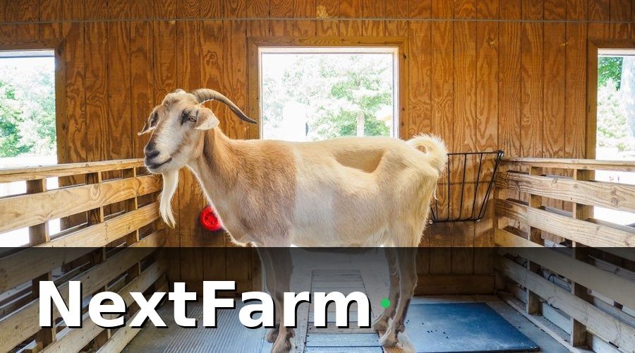 NextFarm — Tiêu chí so sánh phần mềm quản lý trang trại dê cừu