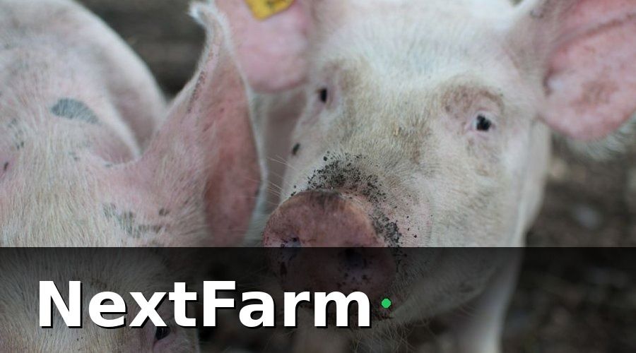 NextFarm — Tại Sao Trang Trại Nuôi Heo Cần Phần Mềm Quản Lý?