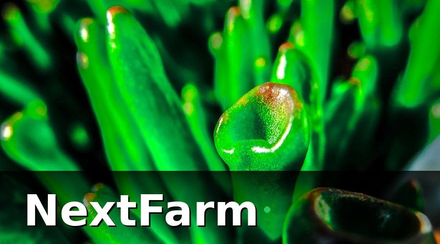 NextFarm — Sử Dụng AI Trong Phát Hiện Sâu Bệnh: Chụp Ảnh, Có Kết Quả Trong 3 Giây