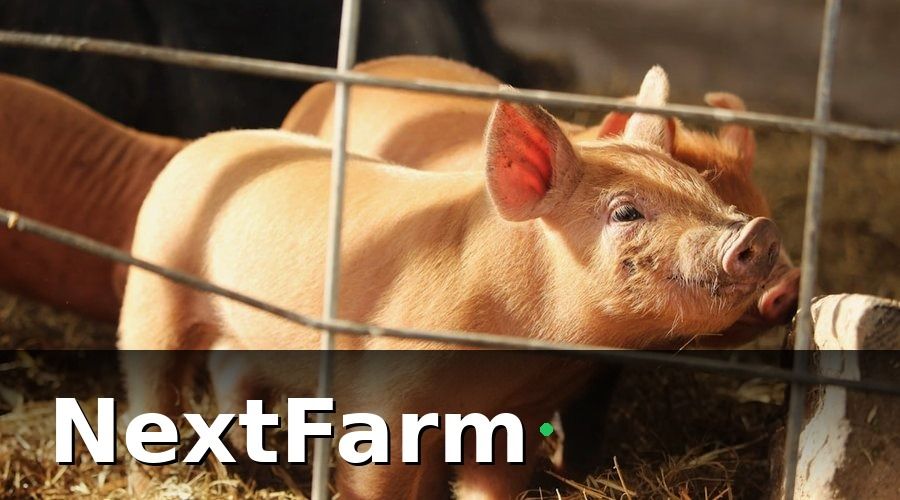 NextFarm — Ví Dụ Thực Tế: Trang Trại Heo 500 Con Tiết Kiệm Thế Nào?