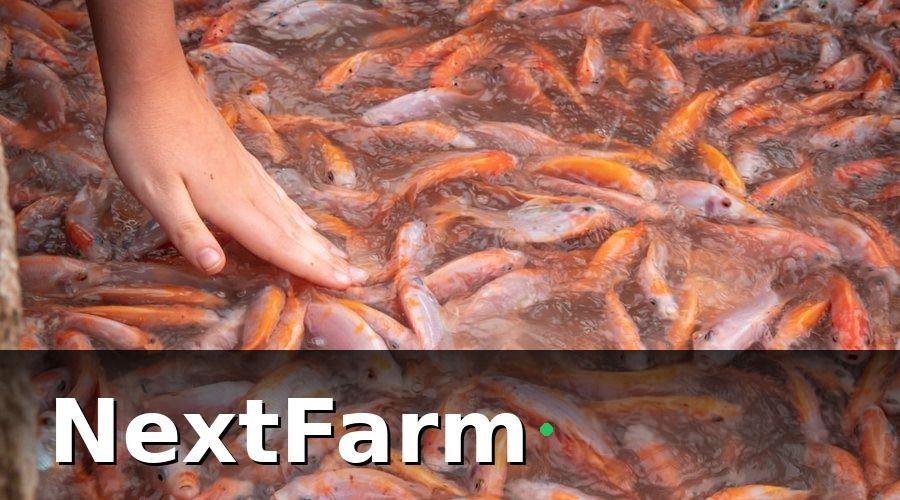 NextFarm — Tại sao mô hình tách biệt