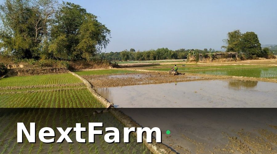 NextFarm — Tại sao tích hợp lúa nước và kế toán lại khó đến vậy?