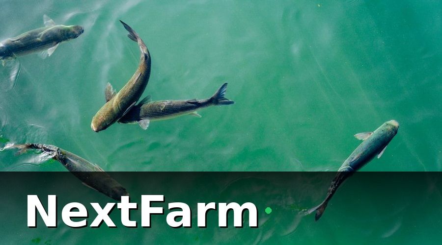 NextFarm — Tích hợp ao nuôi cá với kế toán — xu hướng đang định hình lại ngành