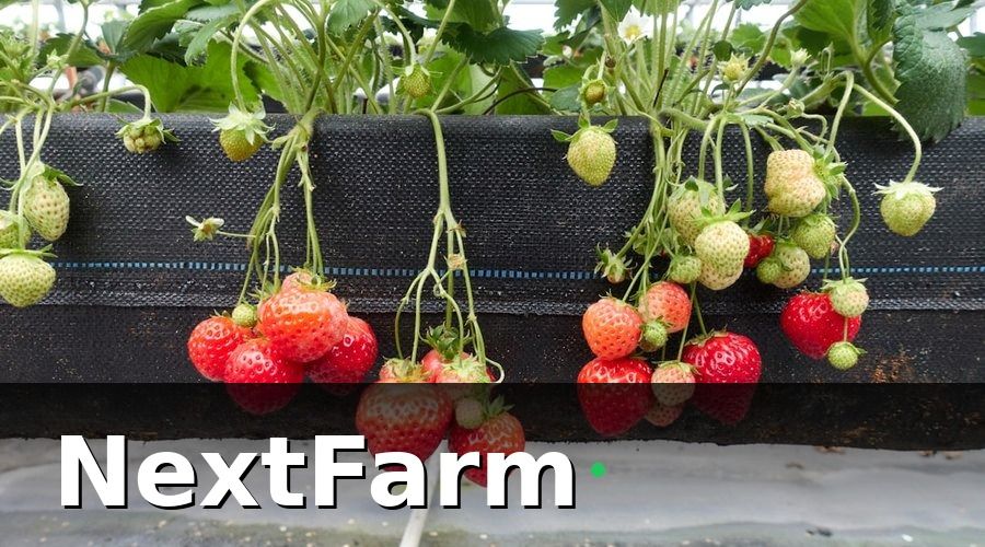 NextFarm — Tại Sao Mô Hình Thủy Canh Cần Kế Toán Tích Hợp?