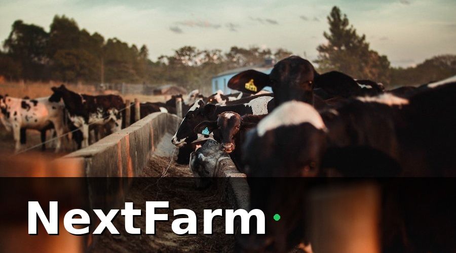 NextFarm — Tại Sao Trang Trại Bò Sữa Cần Tích Hợp Kế Toán?