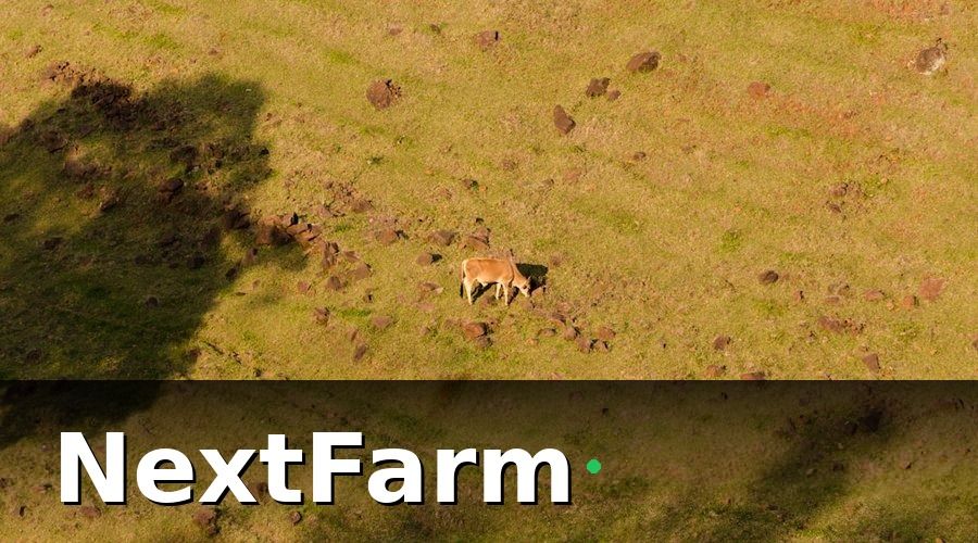 NextFarm — Tại Sao Trang Trại Bò Thịt Cần Tích Hợp với Kế Toán?
