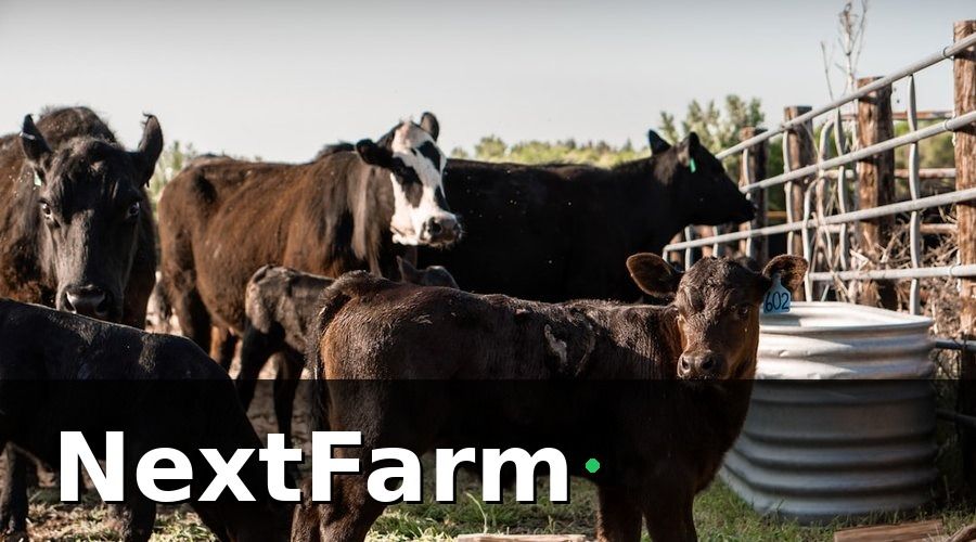 NextFarm — Những Tính Năng Cần Có Khi Tích Hợp Trang Trại Bò Thịt với Kế Toán