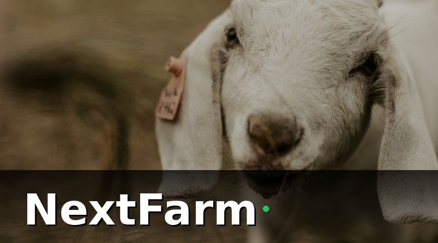 NextFarm — Tại sao trang trại dê cừu cần tích hợp kế toán?