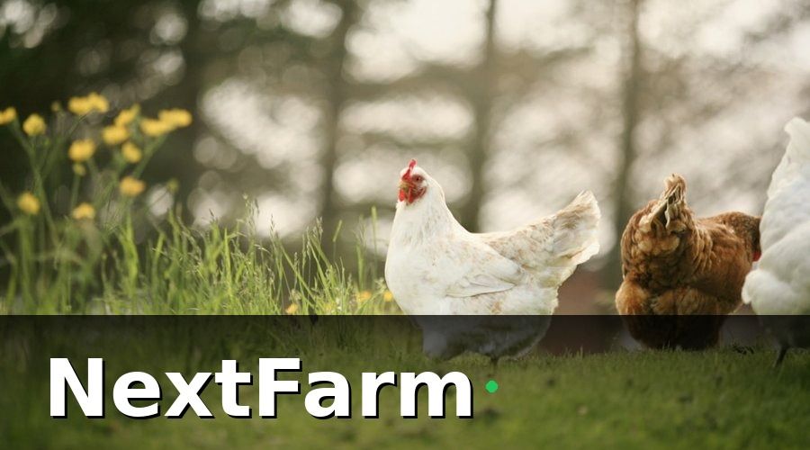 NextFarm — Tích Hợp Trang Trại Gà với Kế Toán Hoạt Động Như Thế Nào?