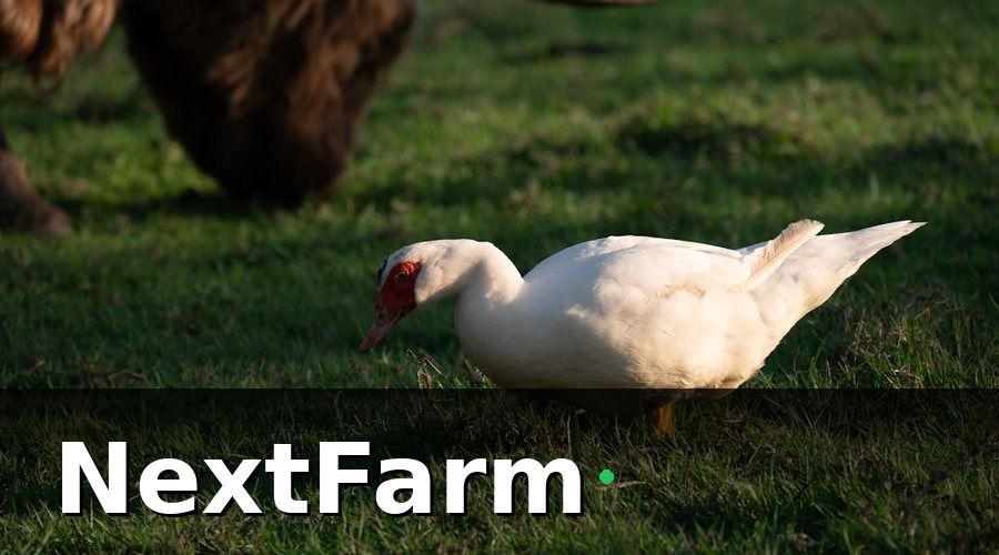 NextFarm — Vì sao trang trại vịt ngan cần tích hợp kế toán?
