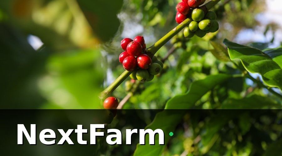 NextFarm — Vì sao vườn cà phê cần tích hợp dữ liệu canh tác với kế toán?