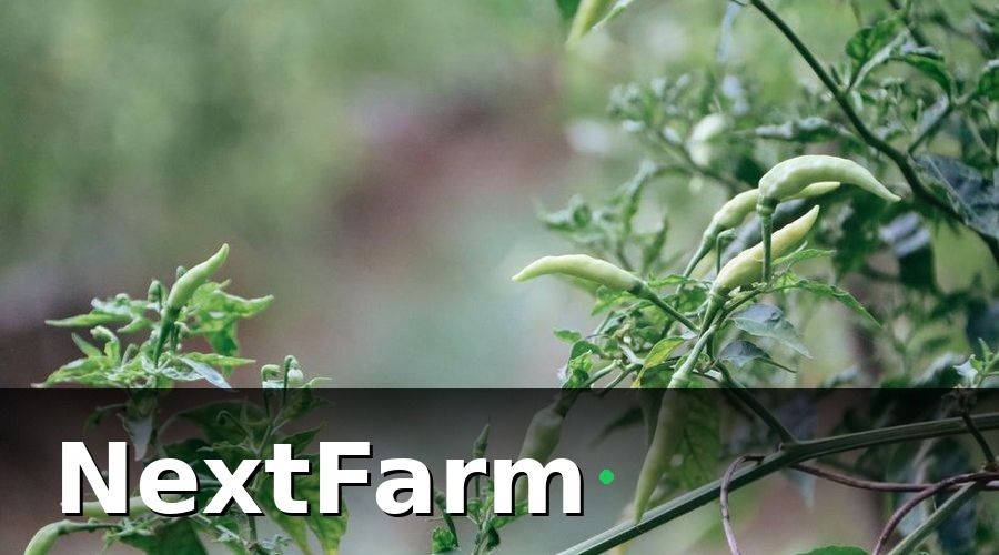 NextFarm — Tại sao vườn tiêu cần kết nối với kế toán?