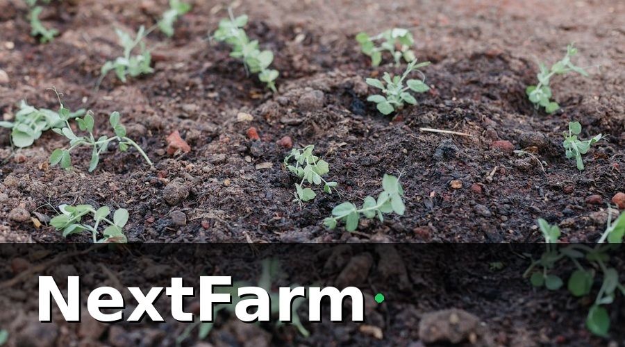 NextFarm — 2. Quy Trình Trồng Cà Chua Từng Bước