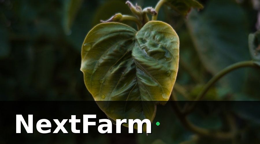 NextFarm — 3. Ứng Dụng AI Phát Hiện Sâu Bệnh Trên Cà Chua