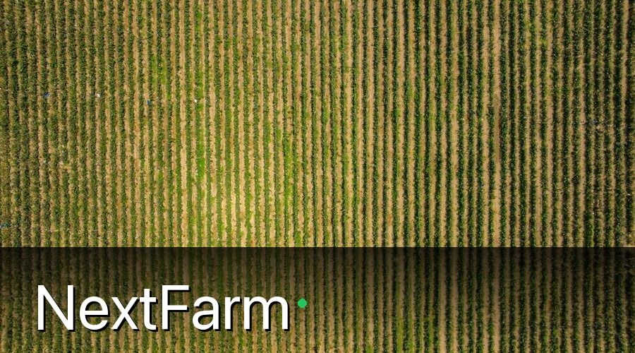 NextFarm — Tại Sao Trồng Cây Nha Đam Cần Chuẩn VietGAP?